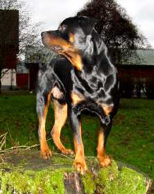 Nicke